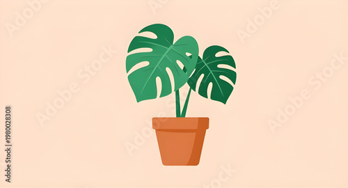 monstera design, plant design, houseplant design, indoor design, foliage design, leaf design, tropical design, greenery design, botanical design, nature design, decor design, home design, interior des