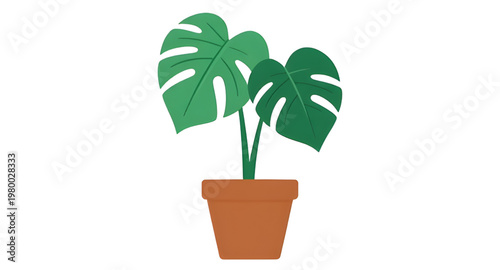 monstera plant, monstera deliciosa, swiss cheese, swiss plant, indoor plant, house plant, tropical plant, green plant, leafy plant, botanical plant, plant decor, home decor, interior plant, garden pla