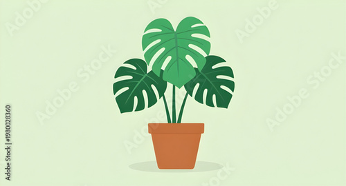 monstera plant, monstera deliciosa, swiss cheese, swiss plant, indoor plant, house plant, tropical plant, green plant, leafy plant, botanical plant, plant decor, home decor, interior plant, garden pla