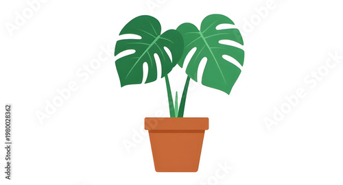 monstera, deliciosa, plant, houseplant, indoor, foliage, leaf, leaves, tropical, greenery, green, botany, botanical, nature, decor, home, interior, garden, potted, pot, terracotta, clay, ceramic, cont