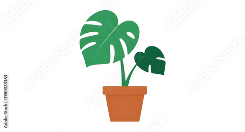 monstera, deliciosa, plant, houseplant, indoor, foliage, leaf, leaves, tropical, greenery, green, botany, botanical, nature, decor, home, interior, garden, potted, pot, terracotta, clay, ceramic, cont