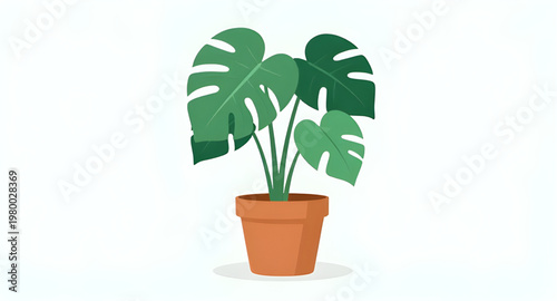 monstera, deliciosa, plant, houseplant, indoor, foliage, leaf, leaves, tropical, greenery, green, botany, botanical, nature, decor, home, interior, garden, potted, pot, terracotta, clay, ceramic, cont