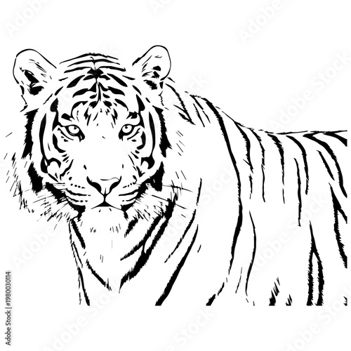 Black and White Line Art of a Majestic Tiger Face and Torso