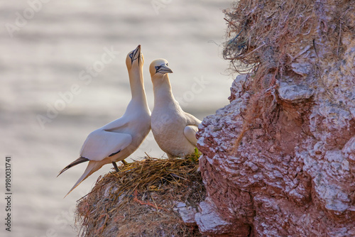 Bilde på lerret Northern Gannets (Morus bassanus) pair bonding at the nest on a steep cliff