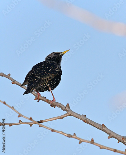 A vibrant common starling with iridescent speckled plumage rests on a winter tree limb. This wildlife shot captures the bird in a serene outdoor setting, perfect for nature and ornithology themes.