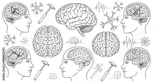 Brain human anatomy set with detailed illustrations of human heads, neurons, and hammers for educational or medical purposes with line art style