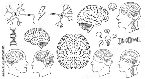 Brain illustration set with neurons and human profiles depicting cognitive functions featuring neuroscience, mental processes, thinking with learning