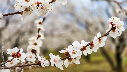 Fotografía Beautiful blooming orchard of apricot, cherry, and sweet cherry trees in spring, with rows of trees covered in delicate white blossoms
