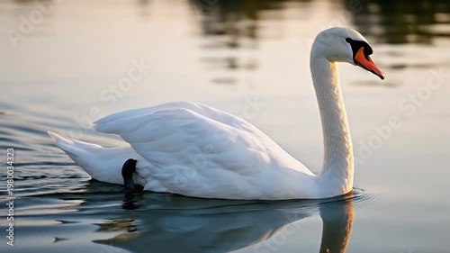 Graceful White Swan Glides on Calm Water at Golden Hour Soft Sunlight Reflects on Elegant Bird and Rippling Surface