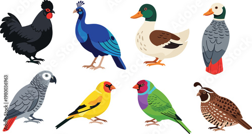 Colorful Bird Vector Set Featuring Parrot, Peacock, Duck, Finch, Quail, and More for Wildlife, Nature, and Animal Designs