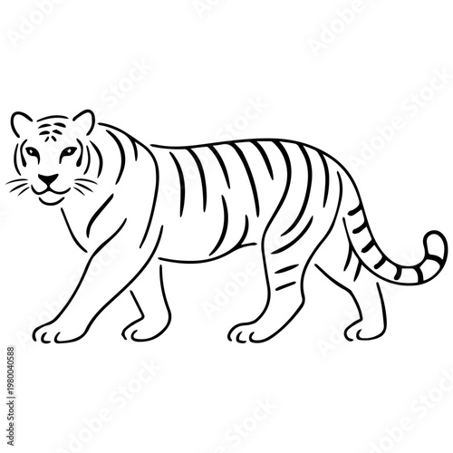black and white tiger walking isolated on white background