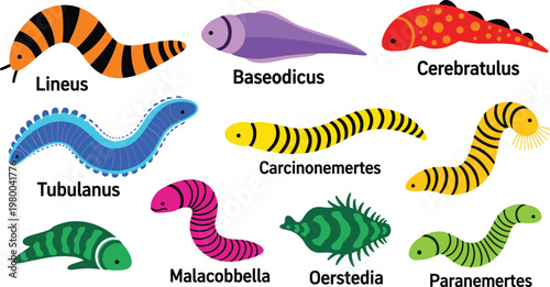 Colorful Worms Vector Set Featuring Lineus, Baseodicus, Cerebratulus, and Other Vibrant Invertebrates for Nature and Wildlife Designs
