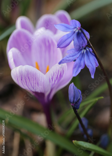 Spring crocus and scilla siberica flowers in soft natural light, purple and blue bloom, delicate connection, symbol of love and friendship, floral background, seasonal spring nature, romantic