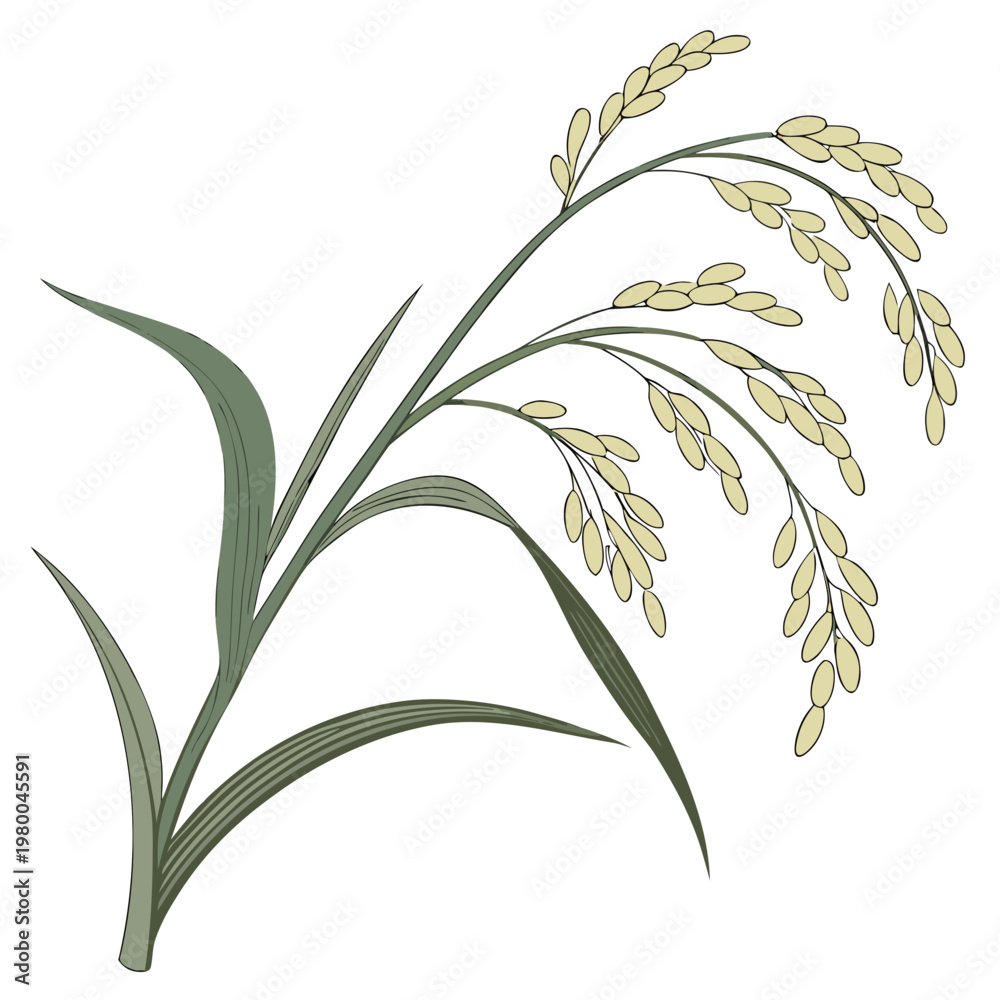 Fototapeta premium An illustration of a green rice plant with yellow grains