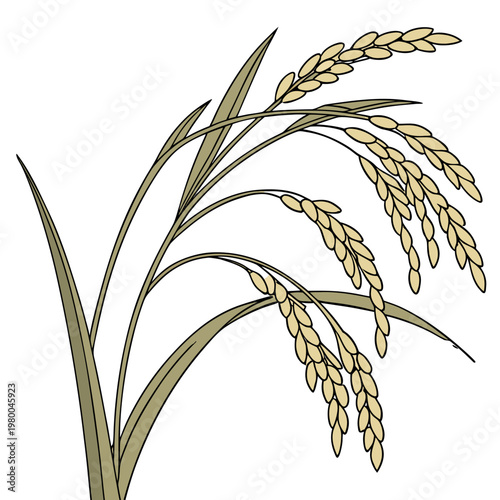 A stalk of rice with golden grains