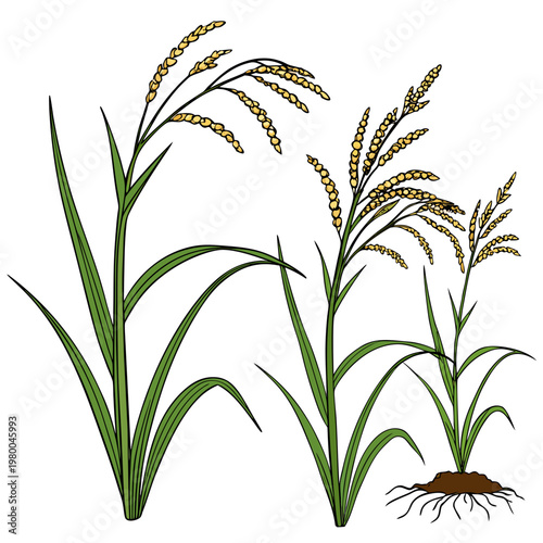 An illustration of rice plants in various stages of growth