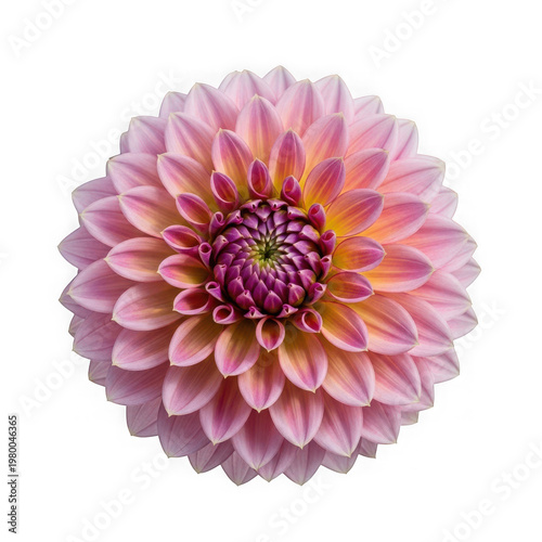 Vibrant pink and purple dahlia flower in full bloom isolated on transparent background