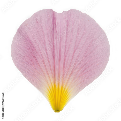 Pink lotus flower with yellow center isolated on transparent background