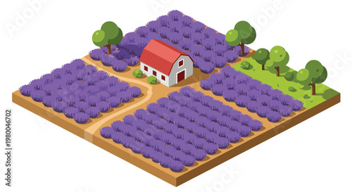 3D isometric view flat style illustration of lavender flower farm with purple fields and countryside house, scenic agriculture landscape
