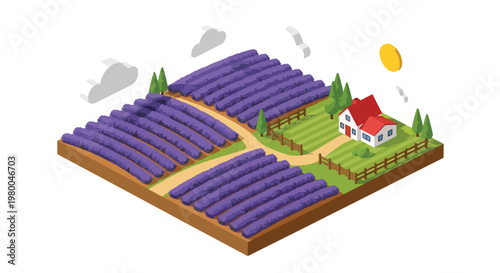 3D isometric view flat style illustration of lavender flower farm with purple fields and countryside house, scenic agriculture landscape