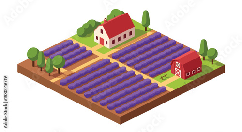 3D isometric view flat style illustration of lavender flower farm with purple fields and countryside house, scenic agriculture landscape
