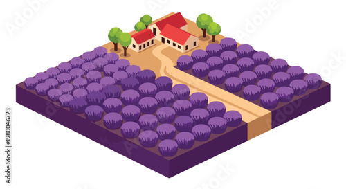 3D isometric view flat style illustration of lavender flower farm with purple fields and countryside house, scenic agriculture landscape