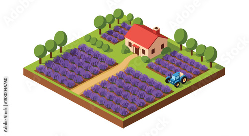 3D isometric view flat style illustration of lavender flower farm with purple fields and countryside house, scenic agriculture landscape