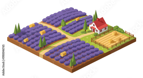 3D isometric view flat style illustration of lavender flower farm with purple fields and countryside house, scenic agriculture landscape