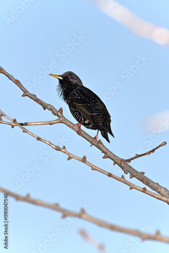 A vibrant common starling with iridescent speckled plumage rests on a winter tree limb. This wildlife shot captures the bird in a serene outdoor setting, perfect for nature and ornithology themes.