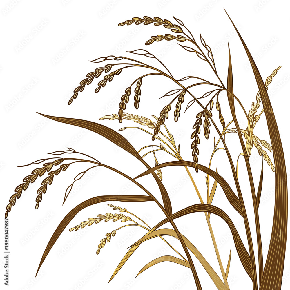 Fototapeta premium Beautiful golden wheat or rice plant on for decoration and design