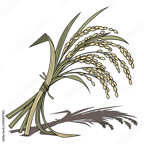 A bundle of rice plants with green leaves and yellow grains