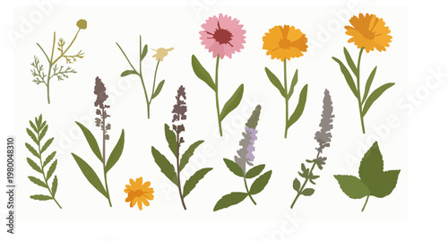 Realistic wildflower and herb vector set with chamomile gerbera calendula and herbaceous plants isolated on white background