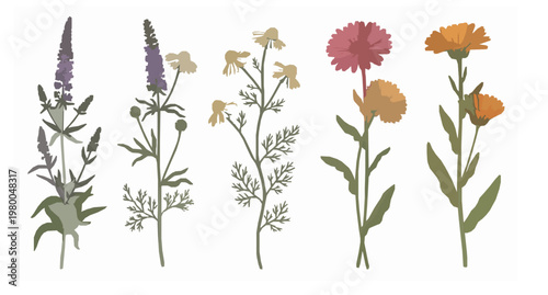 Bild auf Leinwand Botanical vertical wildflower vector collection with herbaceous plants chamomile