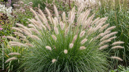 Fountain grass Hameln - Latin name - Cenchrus alopecuroides Hameln or Pennisetum alopecuroides Hameln