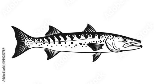 Detailed black and white illustration of a barracuda fish showcasing its elongated body sharp teeth distinctive spotted pattern and powerful fins against a clean white background