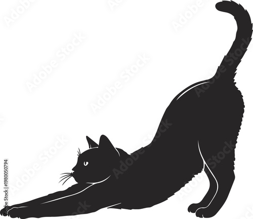 Black cat stretching in silhouette against a white background with domestic cat animal stretching cat pose yoga pose