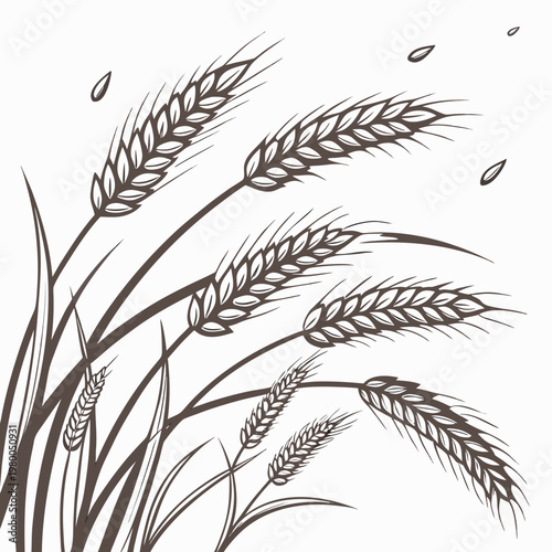 Vector illustration of wheat ears and grains on for food and agriculture concepts