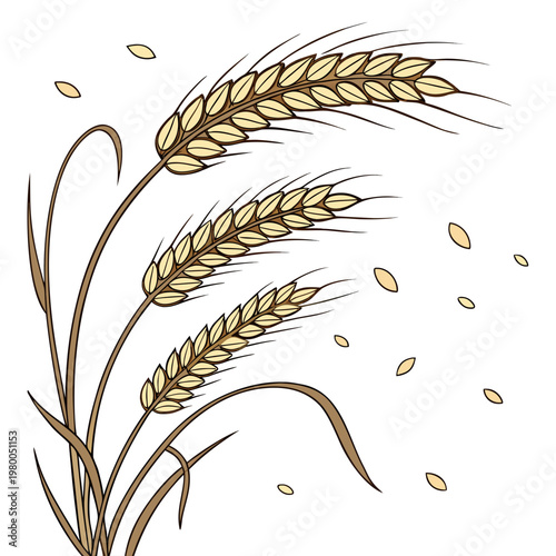 Vector illustration of wheat ears with seeds for agriculture or food design