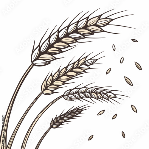Vector illustration of wheat ears with seeds for food or agriculture concepts