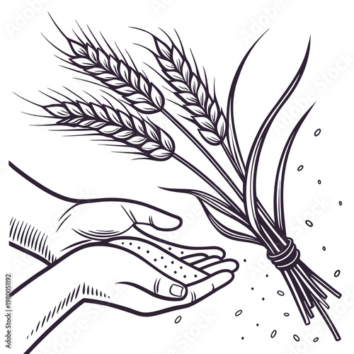 A hand holding a bunch of wheat with seeds falling off