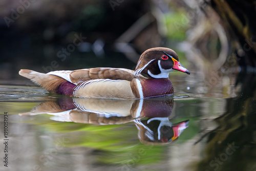 Wood duck (Aix sponsa)