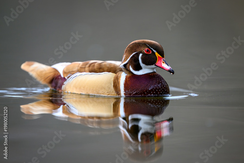 Wood duck (Aix sponsa)