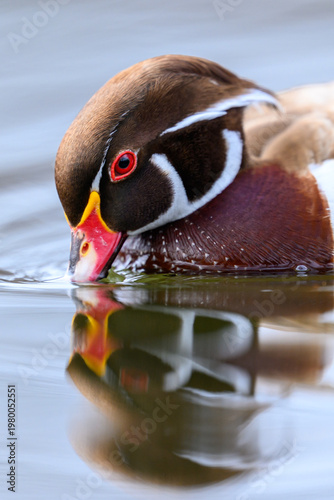 Wood duck (Aix sponsa)