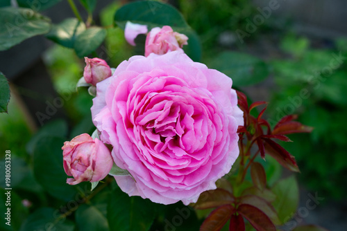Beautiful pink rose flower with buds blooming in the garden on a green natural background.