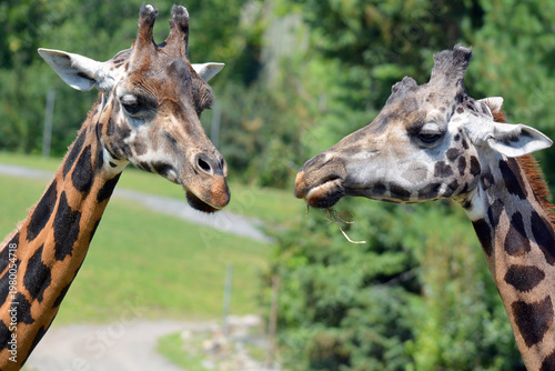 The giraffe (Giraffa camelopardalis) is an African even-toed ungulate mammal, the tallest of all extant land-living animal species, and the largest ruminant.