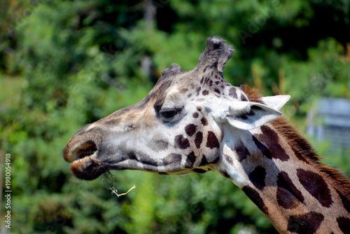 The giraffe (Giraffa camelopardalis) is an African even-toed ungulate mammal, the tallest of all extant land-living animal species, and the largest ruminant.