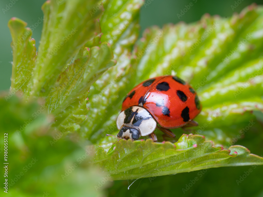 Obraz premium ladybug