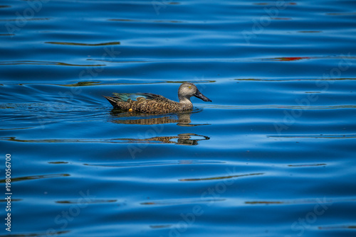Картината върху платно An African black duck (Anas sparsa) swimming in a lake