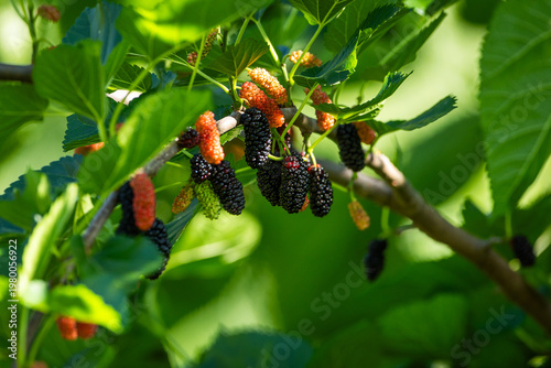 Mulberries growing on a mulberry tree
