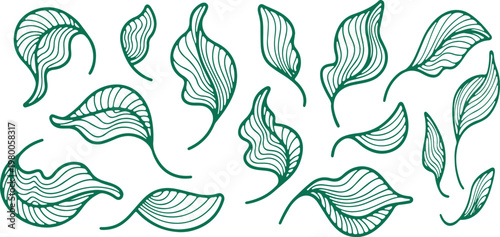 Collection of green abstract wavy leaves on a white background leaf organic